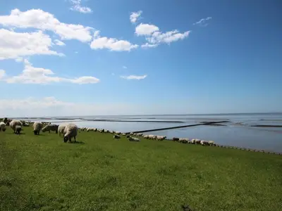 Ferienhaus für 4 Personen (45 m²) in Norden 8/10