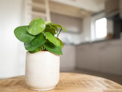 Ferienhaus für 4 Personen (29 m²) in Norden 8/10