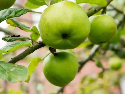Ferienhaus für 6 Personen (96 m²) in Norden 10/10