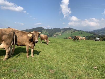 Ferienhaus für 50 Personen (520 m²) in Oberreute 9/10