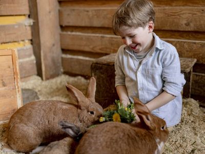 Kind mit Hasen auf dem Hof Hardthöhe