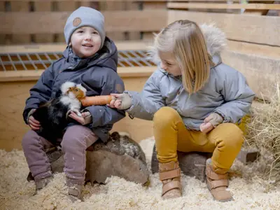 Kinder füttern ein Meerschweinchen