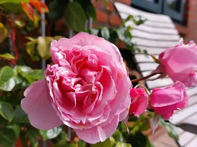 Ferienhaus für 6 Personen (125 m²) in Oevenum 2/10