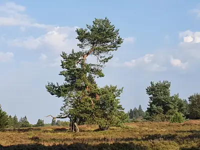 Zerzauste Kiefern auf der Niedersfelder Hochheide - einer der europaweit größten Bergheiden auf 800m Höhe.