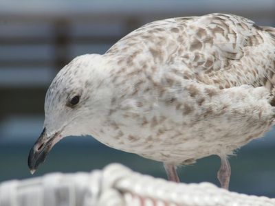 Ferienhaus für 2 Personen in Ostseebad Kühlungsborn 9/9