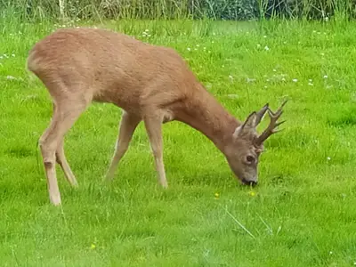 Ferienhaus für 4 Personen (110 m²) in Ovelgönne 8/10