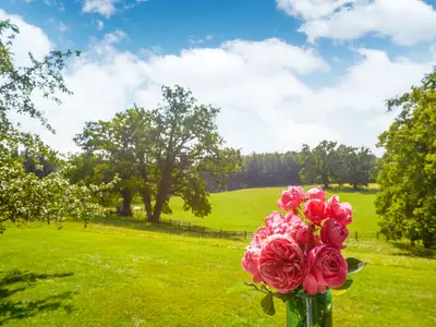 GardenSummer