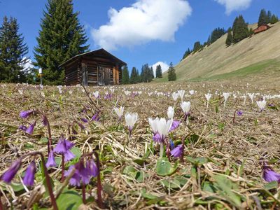 Tratza Hochmoor im Frühling