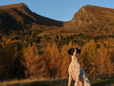 Hund Mücke vor dem Falkert Sechszirbenhütte