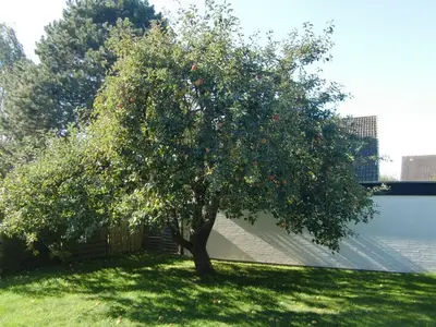 Ferienhaus für 3 Personen (56 m²) in Neustadt In Holstein 4/10