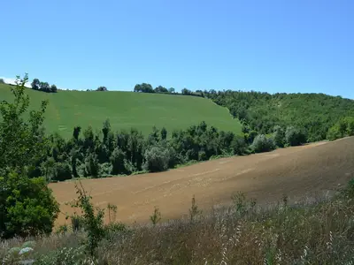 ViewSummer