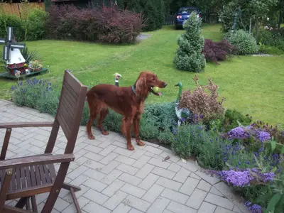 Garten. Hunde sind bei uns willkommen.