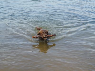 Wasserratten im Brombachsee