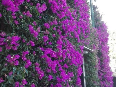 Die Bougainvillea gegen die Fassade des Hauses. Tor zur BouganVilla.