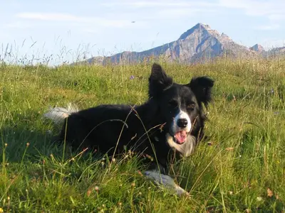 Hofhund Luna