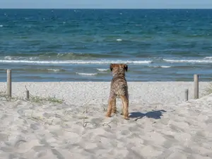 Ferienhaus für 6 Personen (75 m²) in Pruchten
