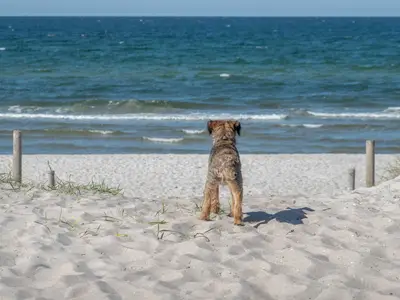 Strand auf Fischland-Darß-Zingst