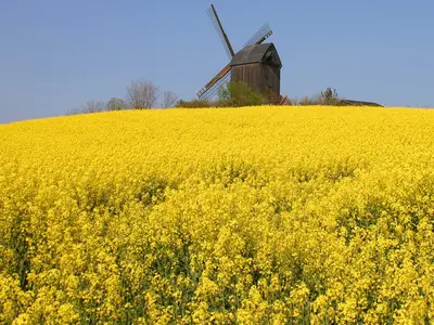 Ferienhaus für 10 Personen (180 m²) in Pudagla 4/10