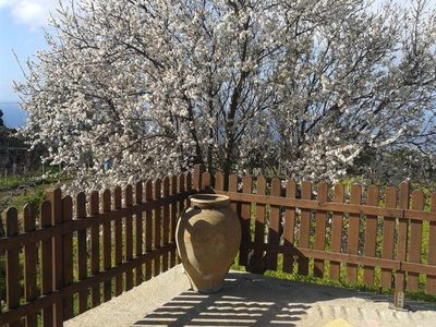 Terrasse. Mandelbaum im Januar