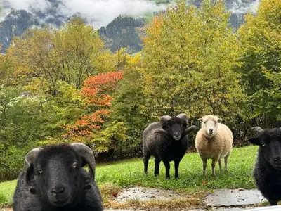 Ferienhaus für 2 Personen (48 m²) in Ramsau im Zillertal 5/10