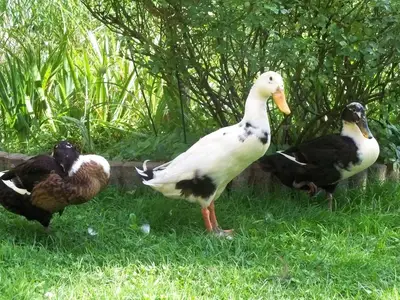 Ferienhaus für 4 Personen (55 m²) in Ramsau im Zillertal 5/10