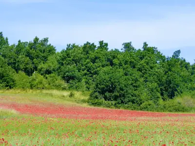 ViewSummer
