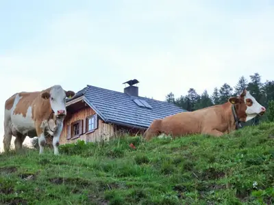 Laußnitzer Hütte Sommer Kühe
