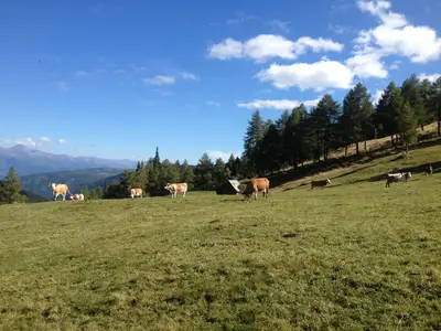 Laußnitzer Hütte Alm Sommer