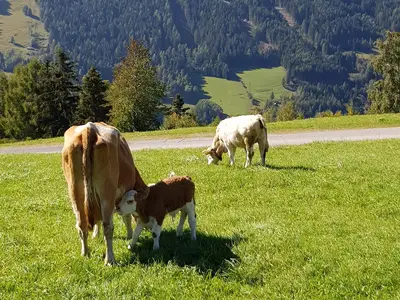 Laußnitzer Mutterkuh