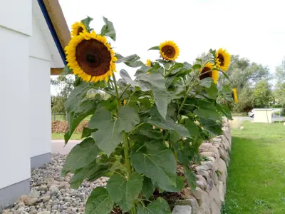 Ferienhaus für 9 Personen (168 m²) in Rerik (Ostseebad) 6/10