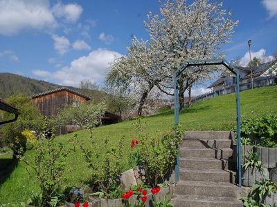 Garten (Obstbäume)