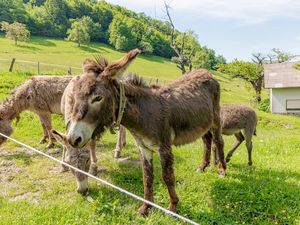 Esel auf der Ranch