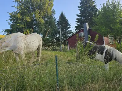 Umgeben von Weiden & Wiesen