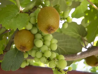 Ferienhaus für 5 Personen (65 m²) in Rovinj 4/10