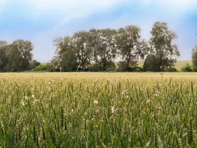 Landschaft