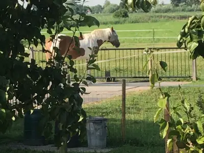 Ferienhaus für 4 Personen (80 m²) in 's-Gravendeel 5/10