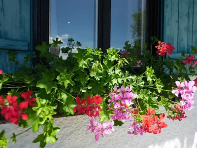 Ferienhaus Stockinggut Blumenschmuck