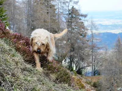 Ferienhaus für 5 Personen (100 m²) in Sachrang (bei Aschau) 10/10