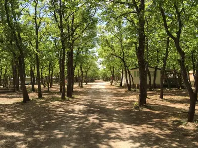 AreaSummer1KM