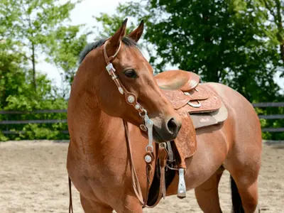 Showtermin auf dem Reitplatz