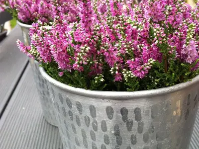 Blumen