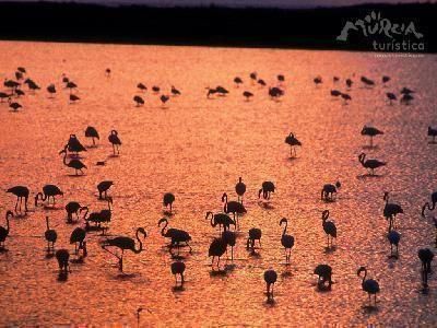 Flamingos im Regionalpark Las Salinas