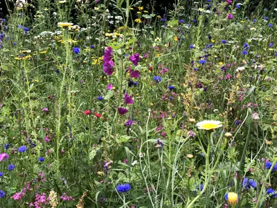 Blumenwiese