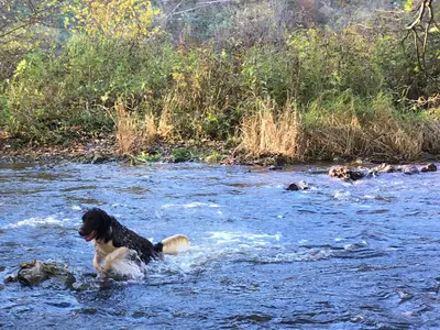 Vitus im Wasser
