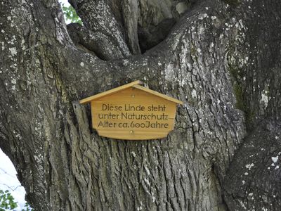 Linde hinter dem Haus