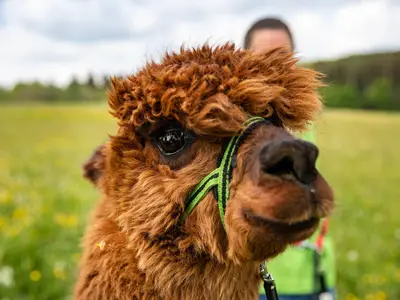 Alpaka - Alpakaspaziergang