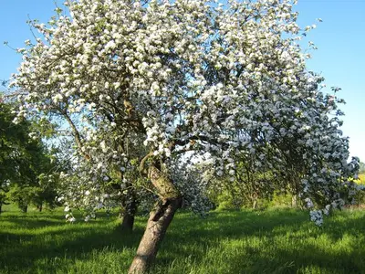 Ferienhaus für 7 Personen (140 m²) in Schönbeck 9/10