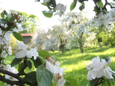 Ferienhaus für 7 Personen (140 m²) in Schönbeck 10/10
