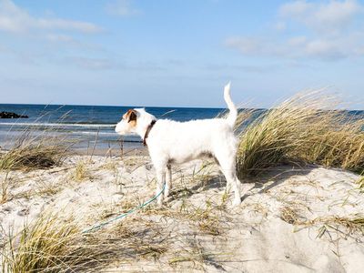 Vierpfoten genießen den Hundestrand an der Ostsee