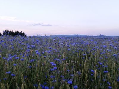 Kornblumenwiese